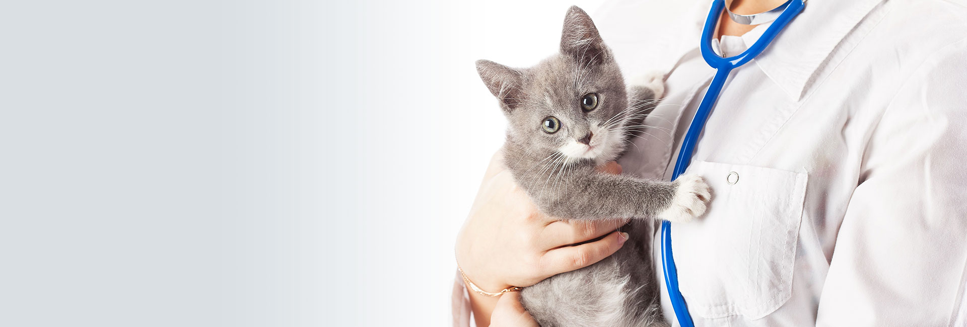 Veterinarian holding cat